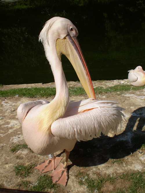 Pelican in Kaunas Zoo.