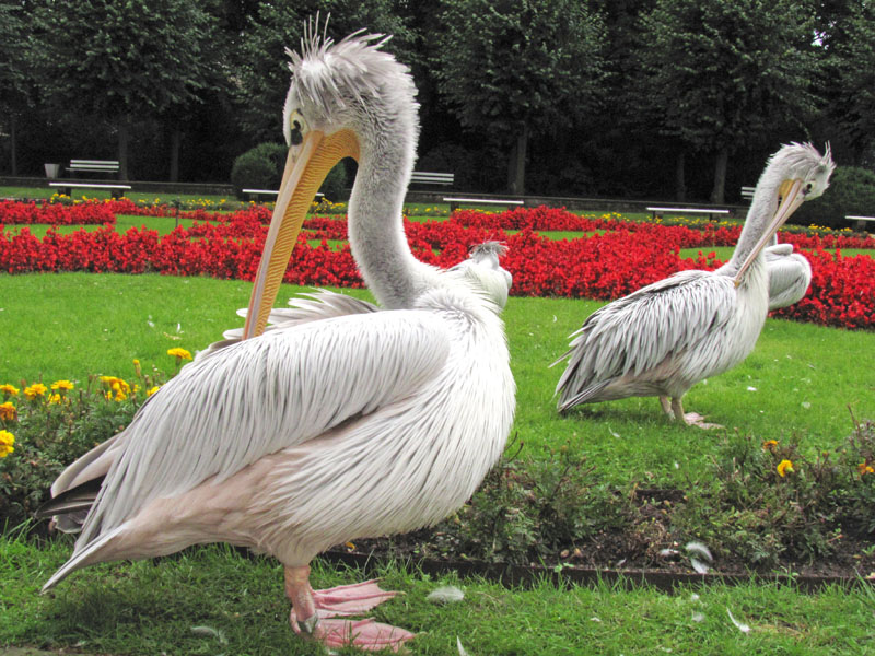 Pelicans in Tierpark Berlin.