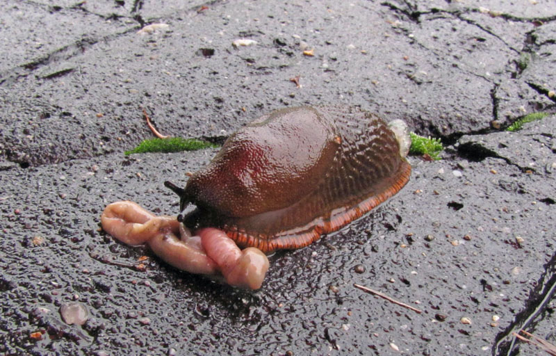 A snail eating a worm in Katowice.