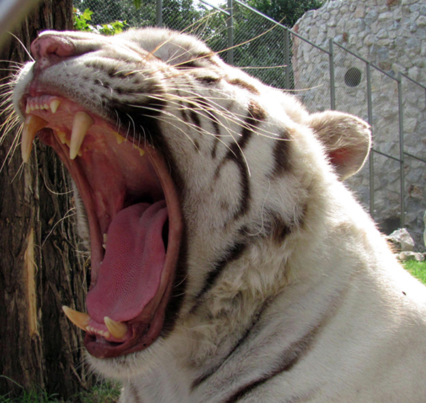 White tiger, Belgrade Zoo.