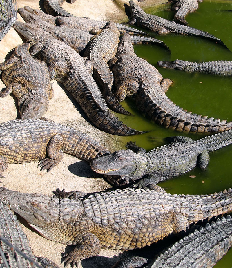 Crocodile Park in Torremolinos.