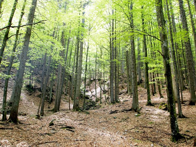 Forest in Triglav national park, Slovenia.