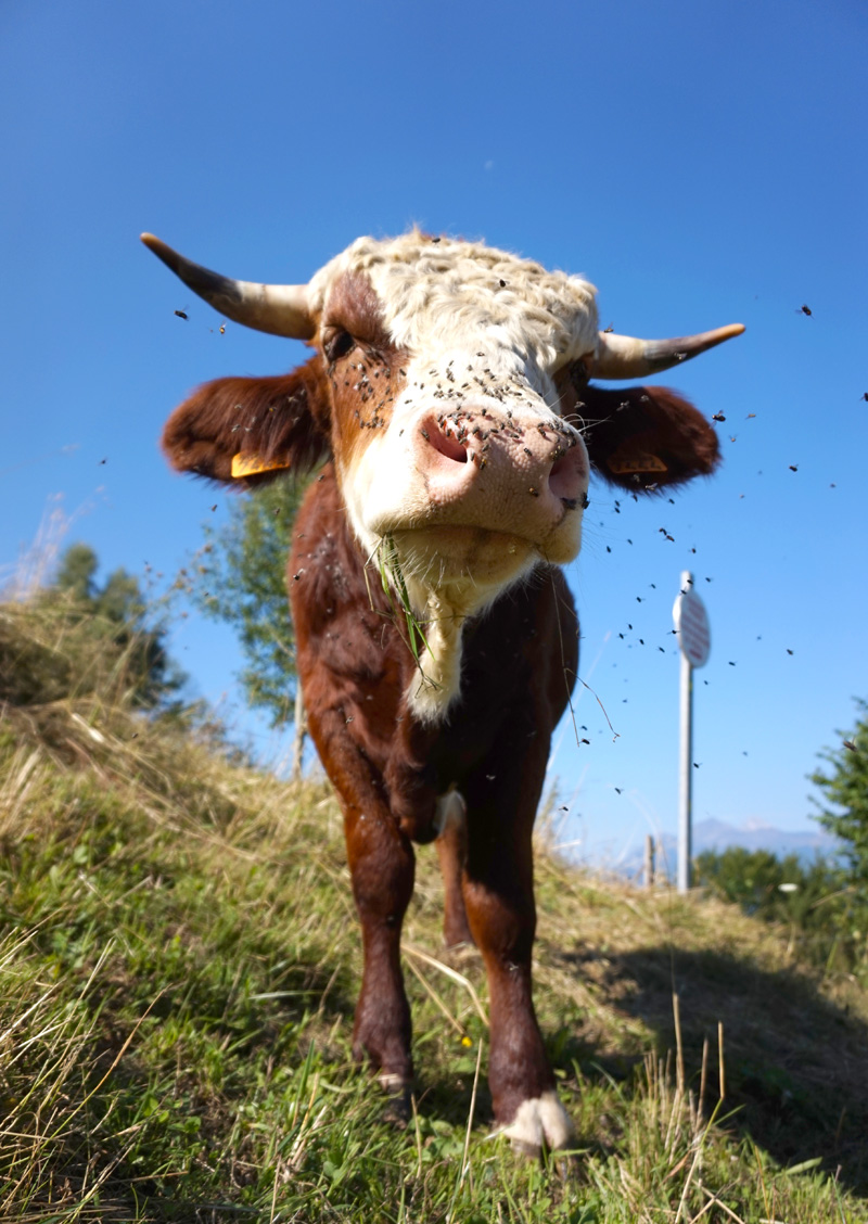 Flies on a face of a male cattle. Albertville, France.