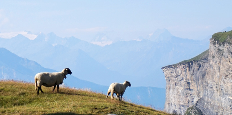 Sheeps in Gemmipass. Leukerbad, Switzerland.