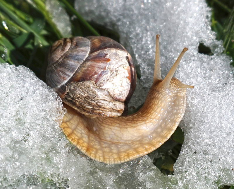 Snail on snow. Vanoise national park, France.