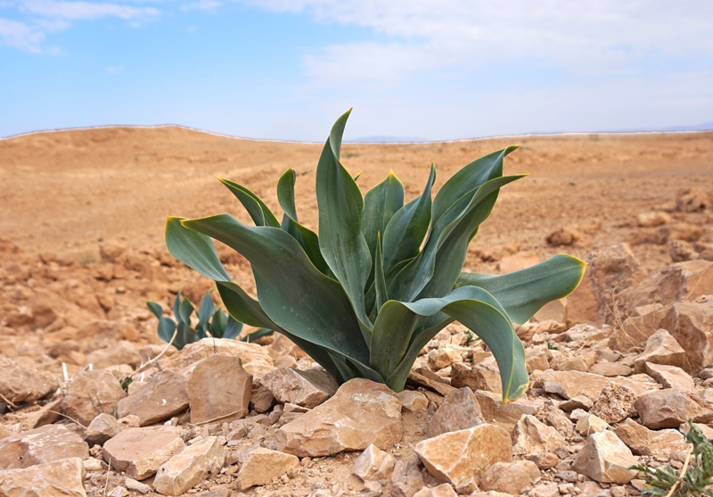 A plant in desert, Israel.