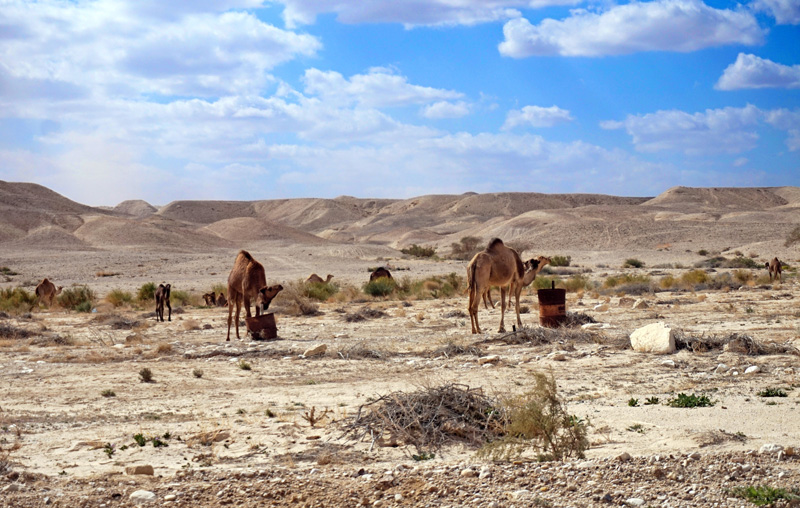 Domesticated camels in Negev desert.