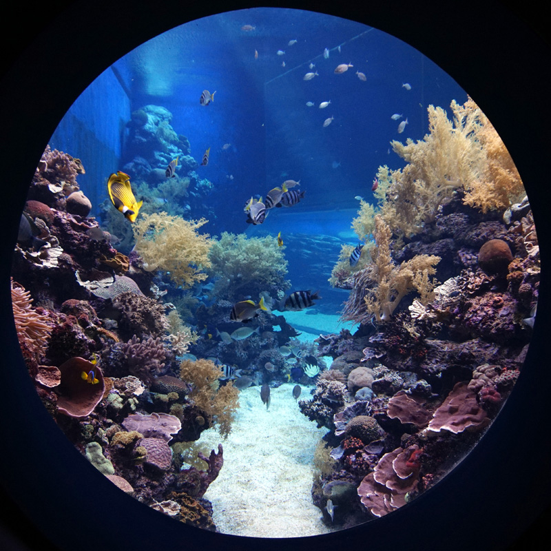 Aquarium at Underwater Observatory Marine Park in Eilat.