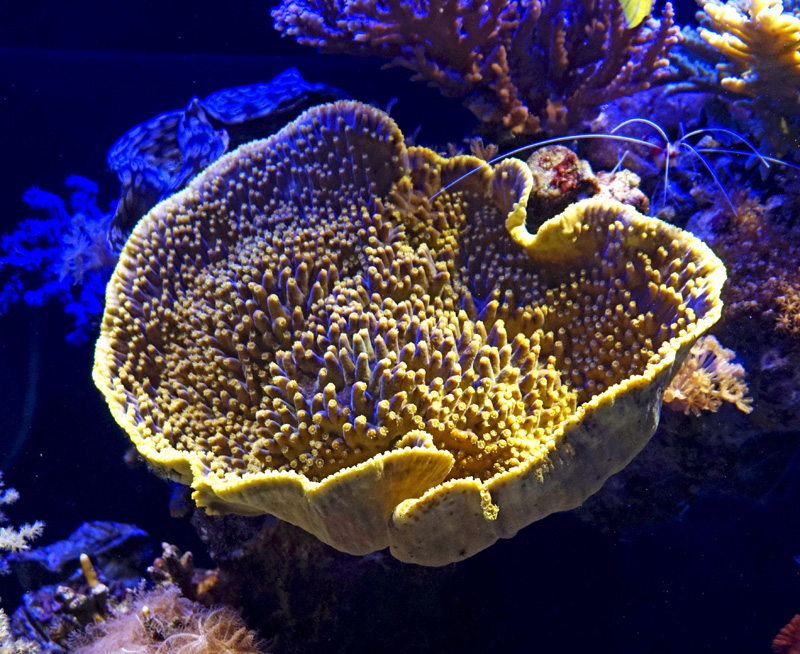 A coral in Aquarium at Underwater Observatory Marine Park in Eilat.