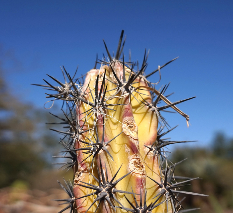 A cactus in Eilat Botanical Garden.