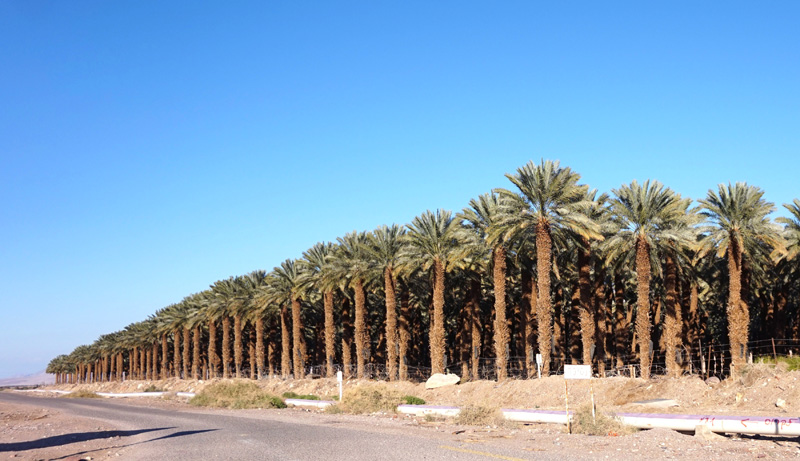 A palm tree farm in Eilat.