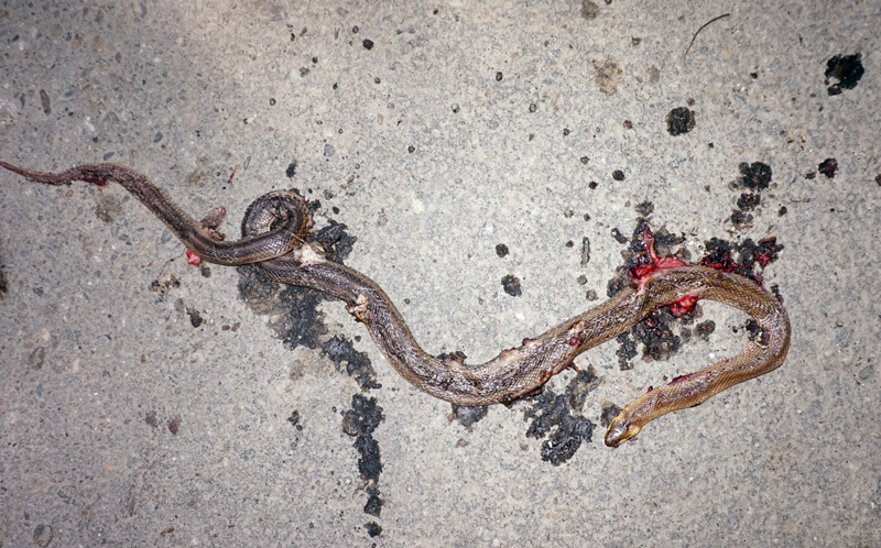 Dead snake in Ramnicu Valcea.