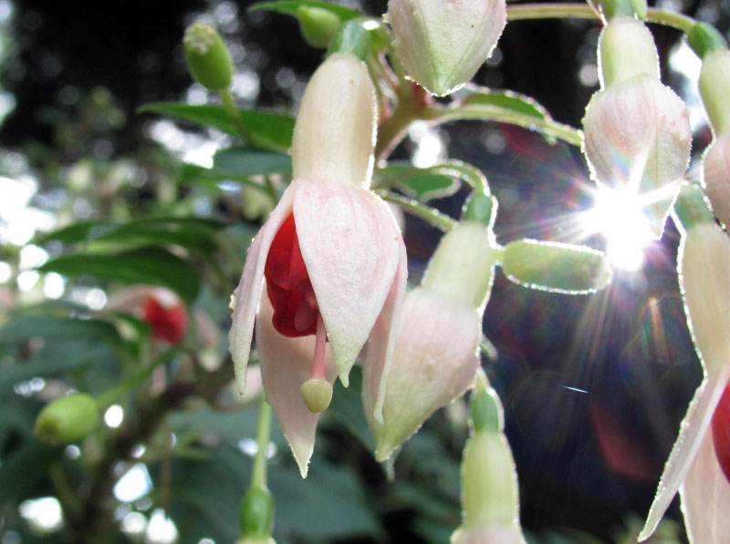 Flower in Wroclaw.