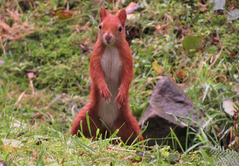 A squirrel in Katowice.