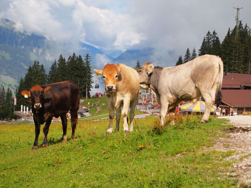 Cows on Ehrwalder Alm, Austria.