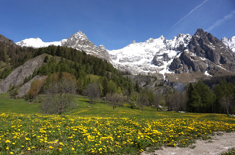 Flowers and Mont Blanc Massif. Courmayeur, Italy.